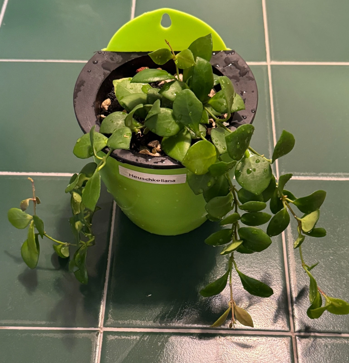Hoya heuschkeliana Green Cutting – 2-Node Unrooted Cutting for Indoor Propagation