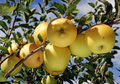 Golden Delicious Apple Scion Wood 10 Pack - Unrooted Live Cuttings for Grafting