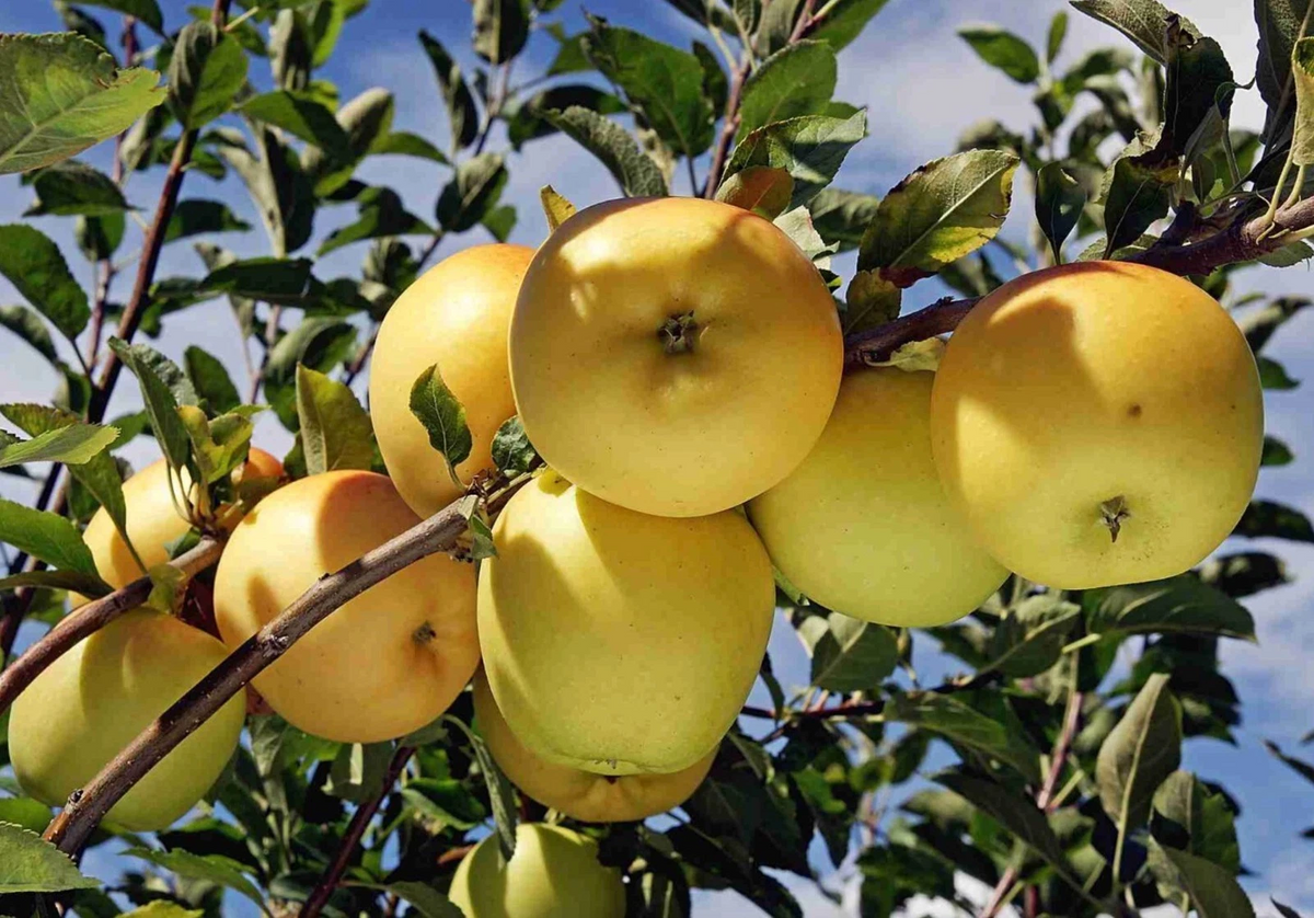 Golden Delicious Apple Scion Wood 10 Pack - Unrooted Live Cuttings for Grafting