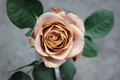 Cappuccino Rose Unrooted Cuttings — 3 Pieces for Rooting or Grafting