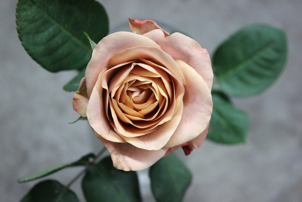 Cappuccino Rose Unrooted Cuttings — 3 Pieces for Rooting or Grafting