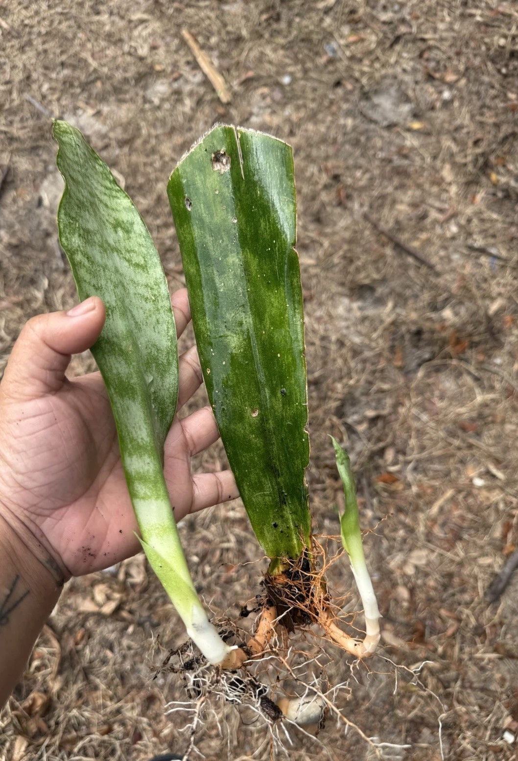 Snake Plant Rooted Cuttings - 3 Dracaena trifasciata Live Indoor Cuttings