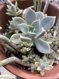 Ghost Plant Graptopetalum paraguayense Rooted Cuttings in 2" Pot