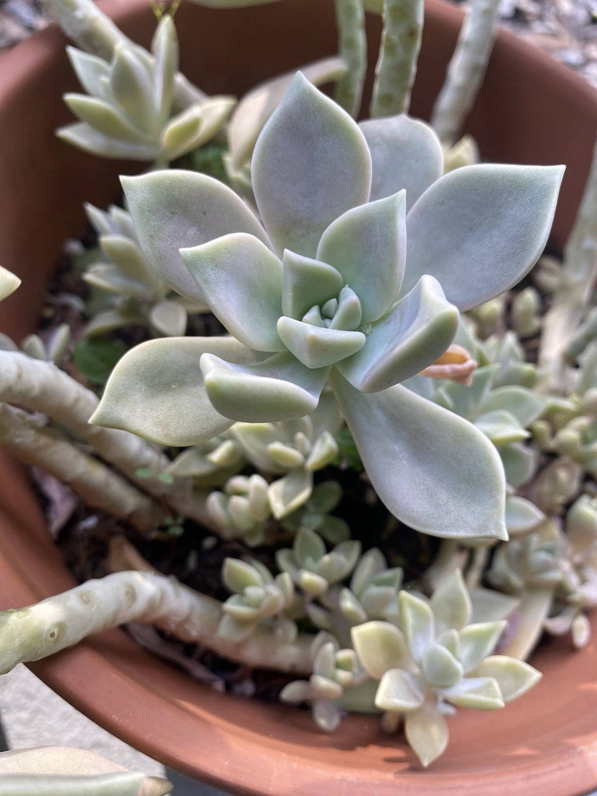 Ghost Plant Graptopetalum paraguayense Rooted Cuttings in 2" Pot
