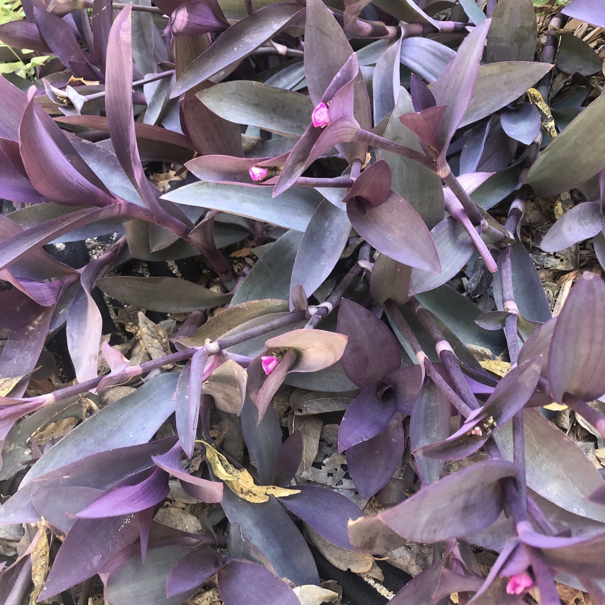 Purple Heart Tradescantia Pallida Cuttings – 6 Live Unrooted Purple Wandering Jew Cuttings