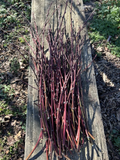 Nectarine Softwood Cutting for Propagation – 5 Fresh Cuttings