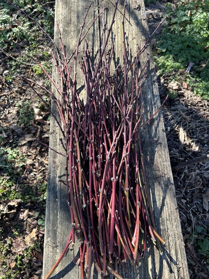 Nectarine Softwood Cutting for Propagation – 5 Fresh Cuttings