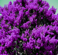 Dark Purple Crape Myrtle Rooted Plants - Set of 2, Ships Rooted