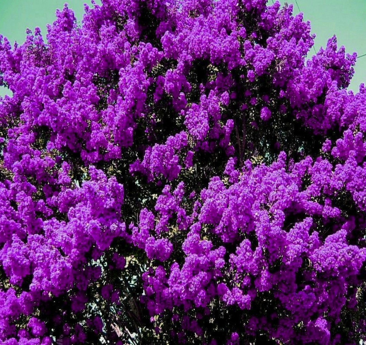 Dark Purple Crape Myrtle Rooted Plants - Set of 2, Ships Rooted