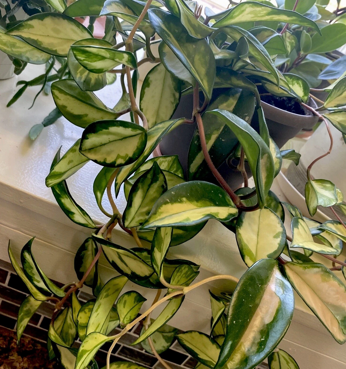 Hoya Krimson Princess Cuttings Live, 2 Unrooted Cuttings - Hoya carnosa