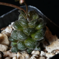 Anacampseros baeseckei Succulent - Live 2-Inch Pot