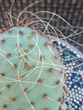 Opuntia azurea var. parva Prickly Pear Cactus Cutting - Live Unrooted