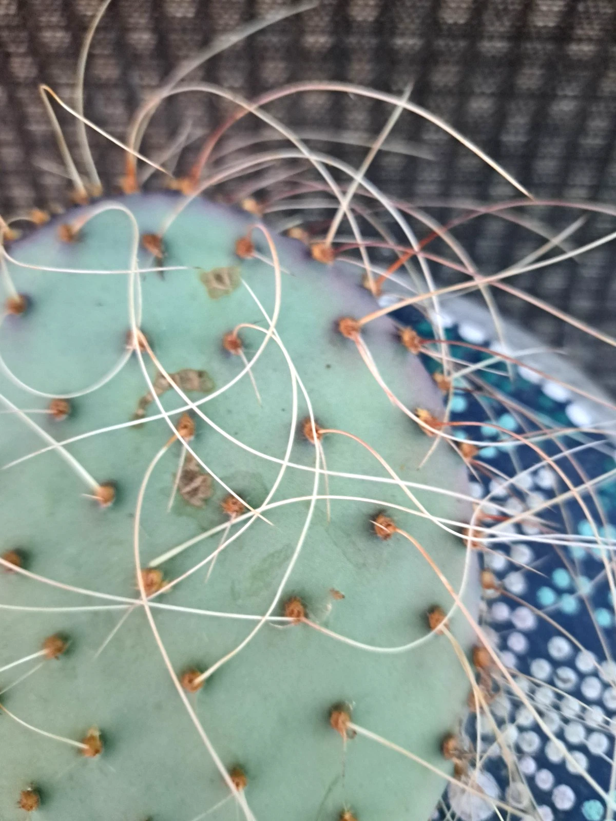 Opuntia azurea var. parva Prickly Pear Cactus Cutting - Live Unrooted
