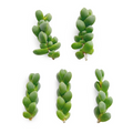 Corpuscularia lehmannii Ice Plant Cuttings – 5 Fresh Unrooted Astridia velutina Brocade Succulent Cuttings