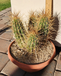 Strawberry Hedgehog Cactus (Echinocereus stramineus) - Live Rooted Plant for Pot or Garden