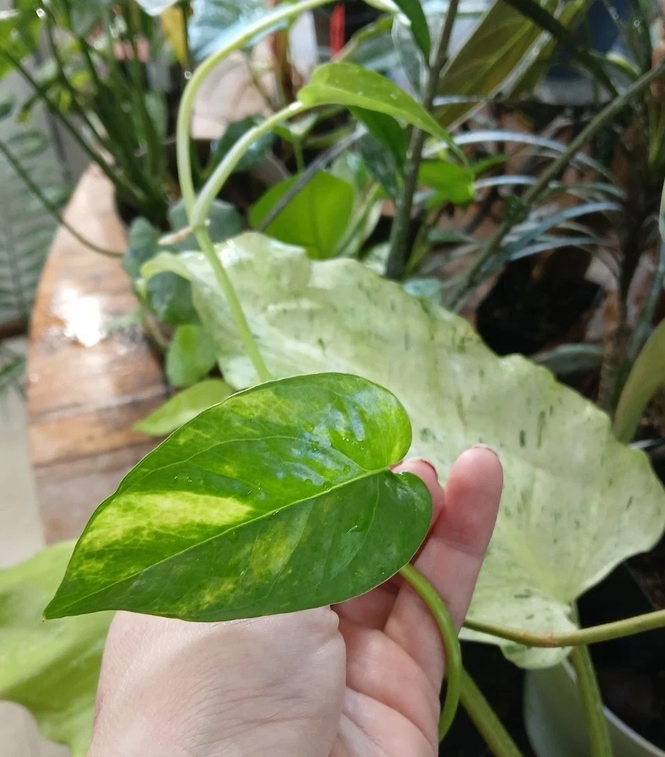 Epipremnum pinnatum Yellow Flame - 5 Unrooted Cuttings