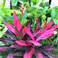 Cordyline Red Siam Ti Plant Cutting - 8+ Inch Unrooted Live Cutting