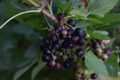 Consort Black Currant Cuttings – 10 Live Ribes nigrum Cuttings for Rooting