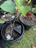 Chicago Hardy Fig Cuttings (Ficus carica) - 10 Unrooted Scions for Propagation