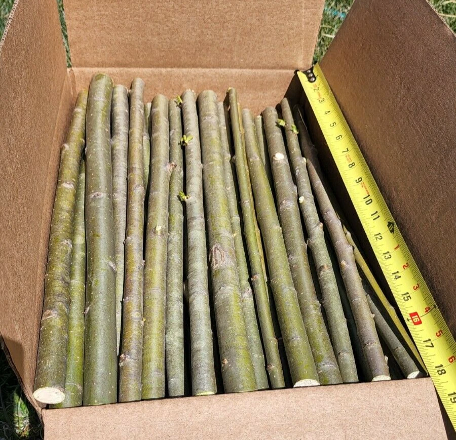 Austree Hybrid Willow Tree Cuttings – 15 Unrooted 18-Inch Fresh Live Cuttings