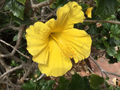Hibiscus Primrose Beauty Cuttings – 10 Unrooted Cuttings for Propagation