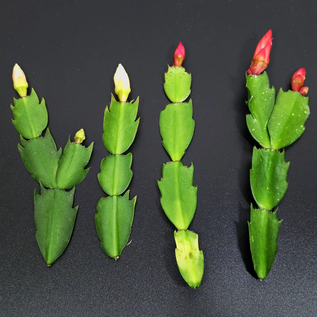 Thanksgiving Cactus Cuttings – Schlumbergera truncata, Red & White Varieties (4 Unrooted Cuttings)
