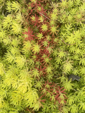Sedum Angelina Bare-Root Cuttings — 9 Live Sedum rupestre ‘Angelina’ Cuttings for Propagation