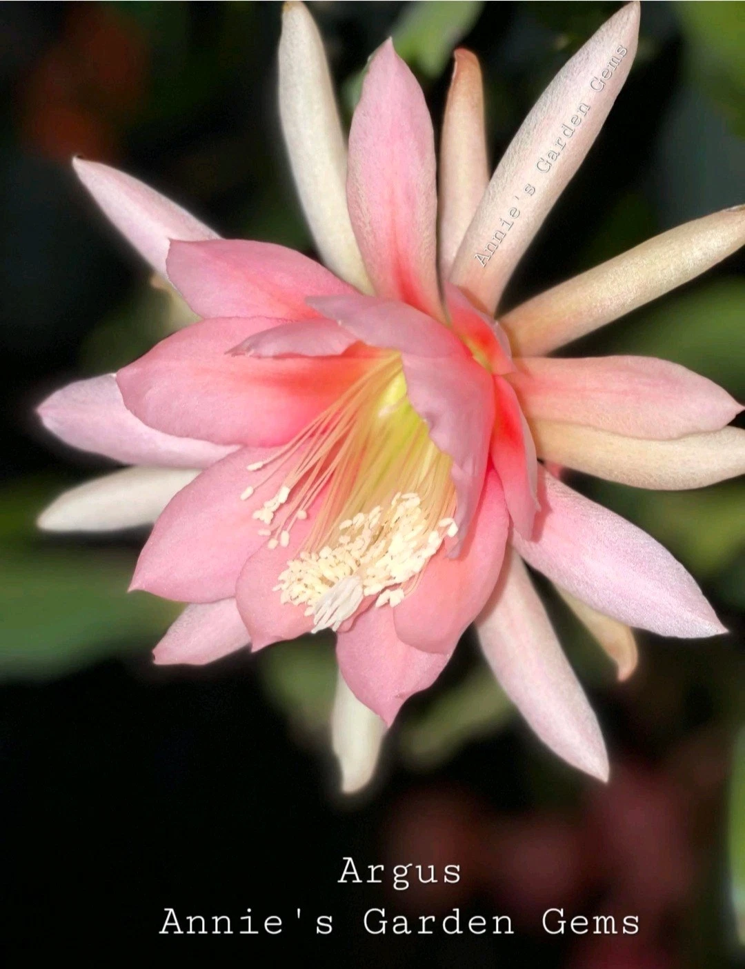 Epiphyllum Argus Unrooted Cuttings – Orchid Cactus 8–10 Inches