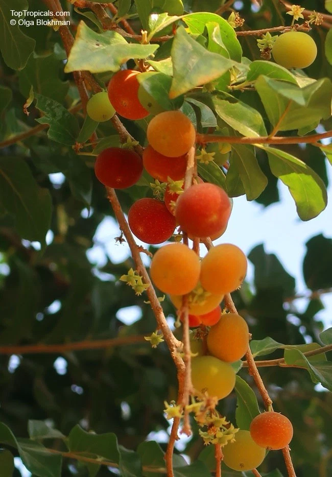 Tropical Apricot Dovyalis hebecarpa Rooted Cuttings – 2 Live Plants for Propagation