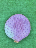 Santa Rita Purple Prickly Pear Cactus Cutting (Opuntia santa-rita) - 6 Inch Unrooted