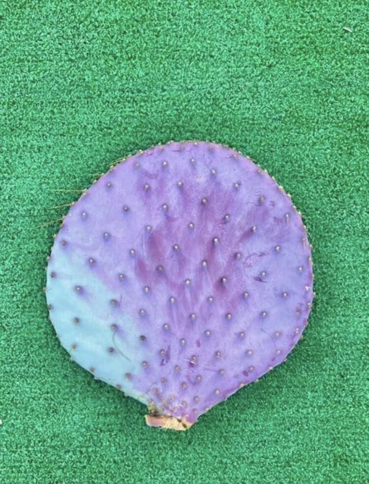 Santa Rita Purple Prickly Pear Cactus Cutting (Opuntia santa-rita) - 6 Inch Unrooted