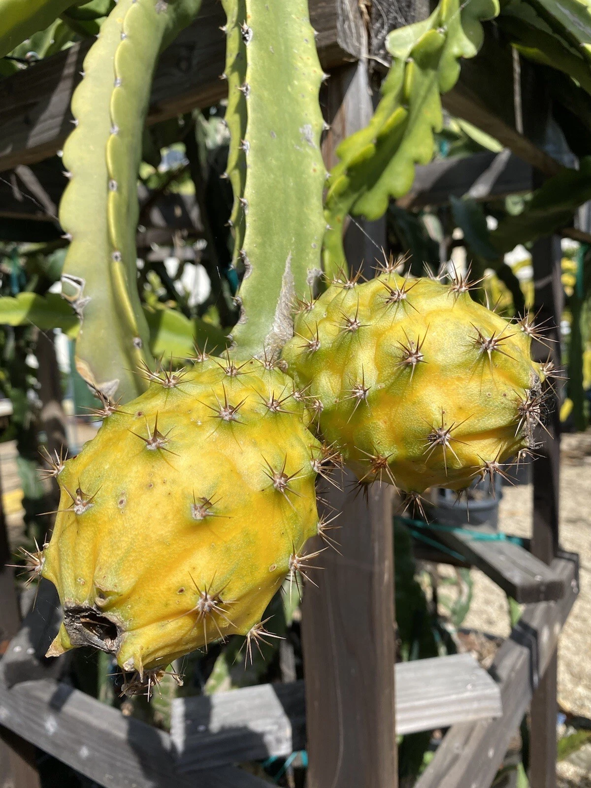 Giant Yellow Dragon Fruit Cuttings (Selenicereus megalanthus) - 2 Unrooted, 1 ft Long
