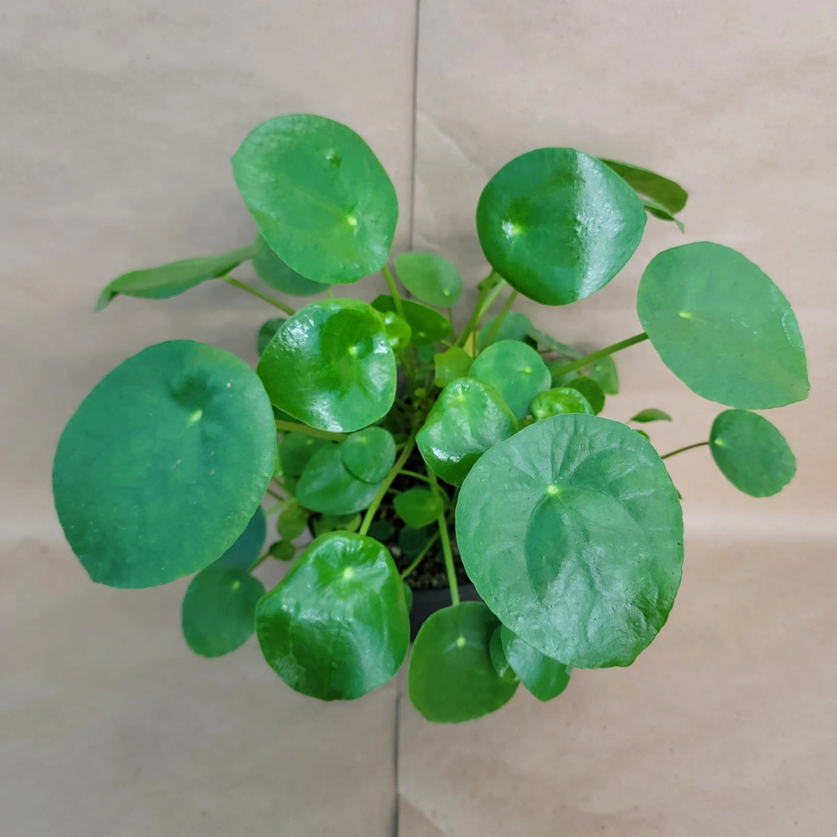 Pilea Peperomioides Chinese Money Plant 4-Inch Pot – Live Indoor Houseplant