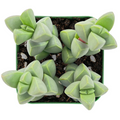 Corpuscularia lehmannii Ice Plant Succulent - Live Potted Plant
