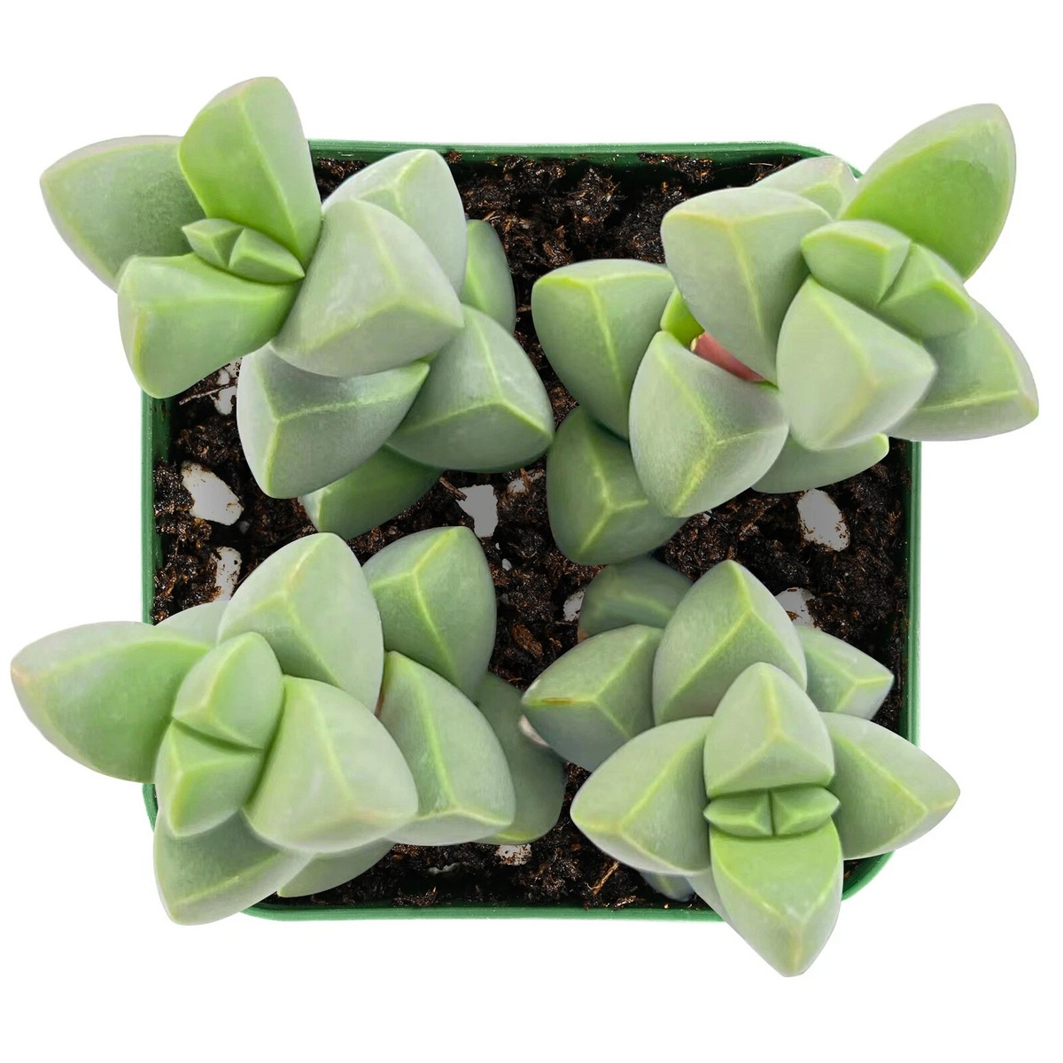 Corpuscularia lehmannii Ice Plant Succulent - Live Potted Plant