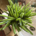 Dog Tail Cactus Cuttings – 3 Fresh Unrooted Aporocactus flagelliformis Live Cuttings