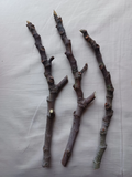 Fig Tree Cuttings – 3 Unrooted Ficus carica Cuttings with Red Fruit