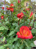 Yellow-Orange Rose Cuttings - 5 Live Stems for Planting & Propagation