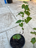 Kyoho Grape Live Plants - 2 Two-Year-Old Vitis vinifera Vines, Free Shipping