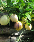 Pepino Melon Seeds – Solanum muricatum (20 Seeds) Sweet Cucumber, ???