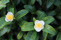 Camellia sinensis Tea Plant Plug – Live 1–4 Inch TC Starter Plant