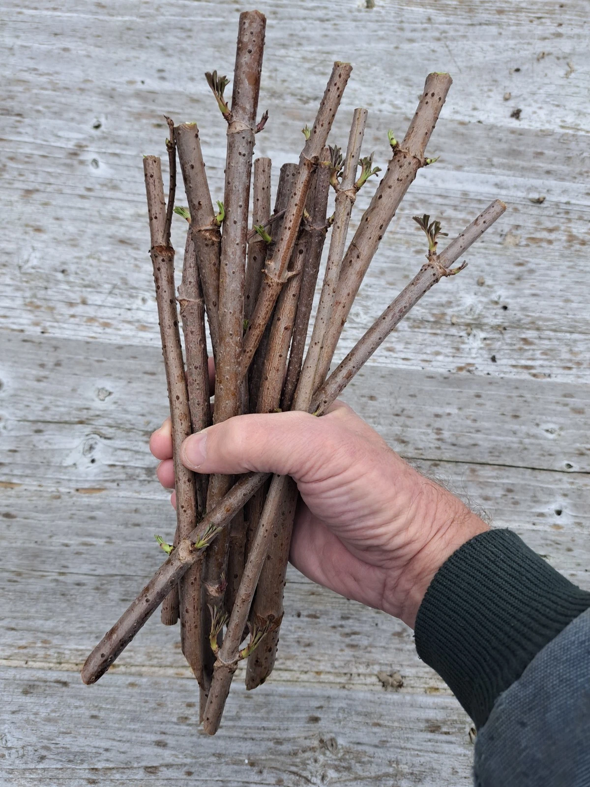 American Elderberry Cuttings – 100 Unrooted Sambucus canadensis Cuttings, Spring Presale