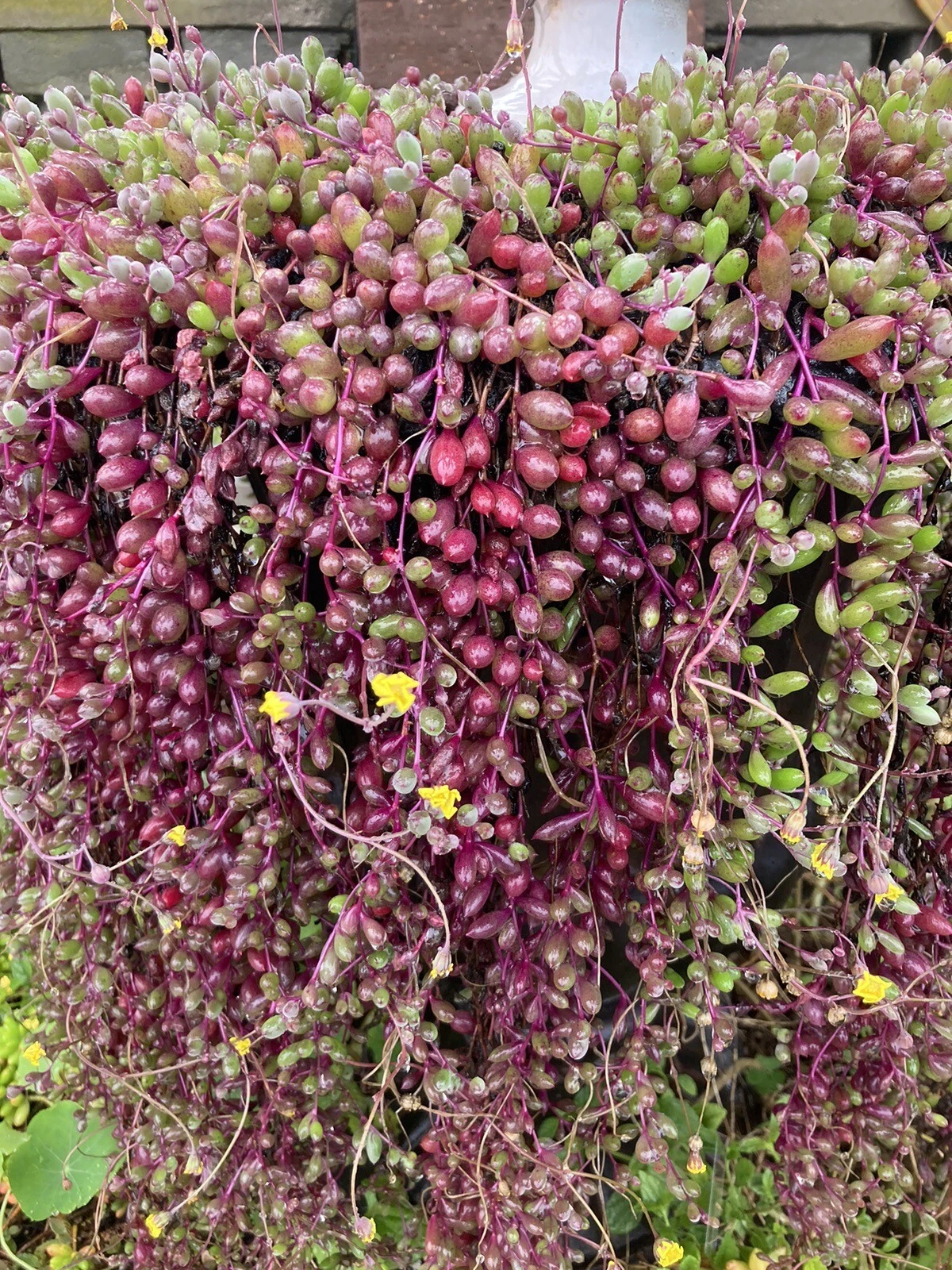Ruby Necklace Othonna capensis Unrooted Cuttings - 4–6" Trailing Succulents