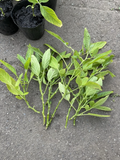 Pepino Melon Cuttings – Unrooted Solanum muricatum, 10 Fresh Live Vines for Rooting