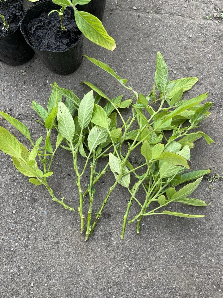 Pepino Melon Cuttings – Unrooted Solanum muricatum, 10 Fresh Live Vines for Rooting