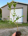 Blueberry Plant Rooted Cuttings – 20 Live Vaccinium Plants for Planting