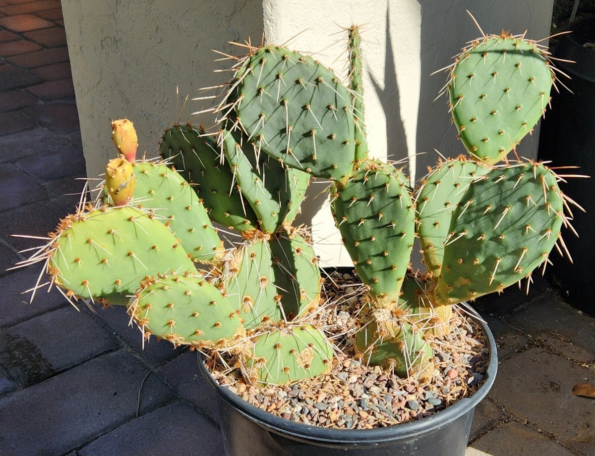 Opuntia phaeacantha Tulip Prickly Pear Cactus Pad Cutting – Live, Unrooted, For Propagation