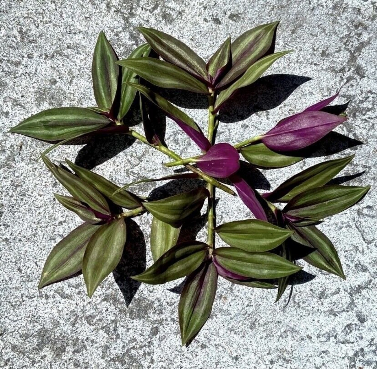 Tradescantia Zebrina Cuttings - 10 Live Unrooted Purple Silver Wandering Jew Cuttings