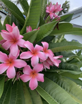 Pink Hawaiian Plumeria Cutting (8–12 in) Unrooted Frangipani - Plumeria rubra