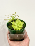 Carnivorous Plant Starter Pack: Pinguicula (Butterwort) & Cape Sundew (Drosera capensis) - 2 Live Plants